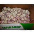 New Fresh Garlic High Quality Meilleur prix